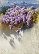 Wisteria in bloom